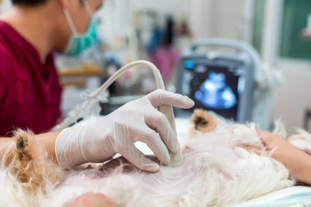 Ultrassom de Alta Precisão na Clinica Diagmed - Unidade Clima Bom